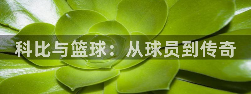 k1体育app官网登录入口